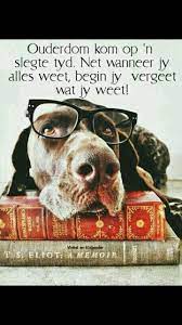 pin by nelrize gorgens on afrikaans animal photography dogs dog photoshoot