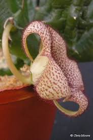 Image result for Huernia longituba