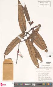 Image result for Ficus barteri