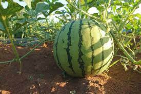 You robably might get a seedling but it will not last to produce watermelons. How To Plant And Grow Watermelons Gardener S Path