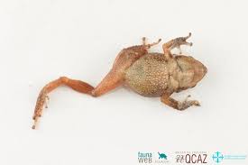 Image result for Pristimantis bambu