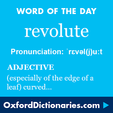 Revolute Adjective Especially Of The Edge Of A Leaf Curved Or Curled Back Word Of The Day For 25 August 2016 Wotd Wor Word Of The Day More Words Words