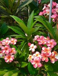 plumeria plumeria flowers beautiful flowers flower garden