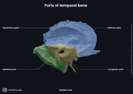 Image result for Temporal Bone