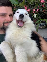 Chocolate tri Merle Woody son carries blue! 7 month old today