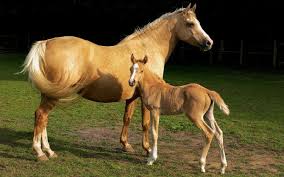 Resultado de imagen para animales domesticos