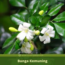 We did not find results for: Ciri Ciri Pohon Kemuning Murraya Paniculata Di Alam Liar Ciriciripohon Com