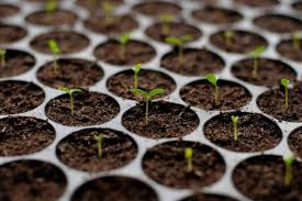 So, you need to figure out what the problem is and take immediate corrective action, or else you will end up with super weak and tall weed plants that cannot. How To Save Leggy Seedlings And Prevent Spindliness