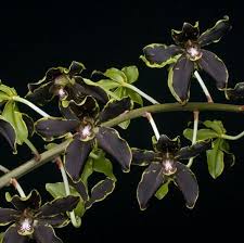 Image result for Auxopus