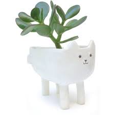 It is distinctive for its long, trailing stems, which grow to about 4 feet at maturity and give the plant its nickname. Cute Cat Planter Porcelain Succulent Cacti Or Plant Pot 225 985 Cop Liked On Polyvore Featuring Home Home De Cat Planter Animal Planters White Flower Pot