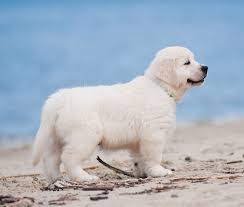 Golden retrievers are friendly, outgoing, and enthusiastic, on top of being intelligent and very devoted to their human counterpart. English Cream Golden Retriever Puppies Goldwynns