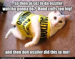Hand Cuffs Too Big Funny Cat Memes Animal Antics Bad Cats
