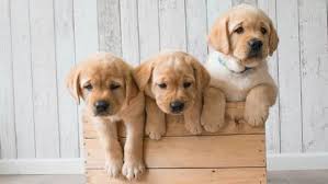 Golden retriever puppies ohio hoobly. 79 Cute Wallpaper Golden Retriever Adorable Golden Retrievers Puppies L2sanpiero