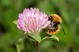 Image result for Bombus pascuorum