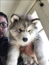 Zues is a loving dog! Alaskan Malamute For Sale California Pets Lovers