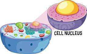 Maybe you would like to learn more about one of these? Animal Cell Nucleus On White Stock Vector Colourbox