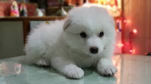 Magical, meaningful items you can't find anywhere else. Pomeranian Puppy Vikaspetshop Youtube