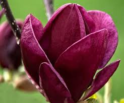 Check spelling or type a new query. How To Prune Magnolia Trees Thompson Morgan