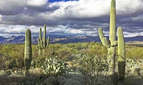 The tallest saguaros are about 200 years old. National Parks In Arizona Using Microchip Tech To Deter Thieves