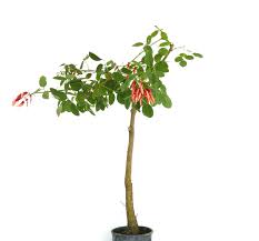 Image result for Erythrina baumii