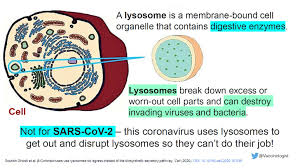 What is the lysosomes job. Dr Melvin Sanicas On Twitter Biology Lifesciences Students Professors Fans You Ll Find This Interesting Normally The Lysosome Destroys Viruses Amp Other Pathogens Before They Leave The Cells However Researchers Found