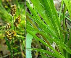 Image result for Luzula multiflora
