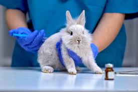 This means that it is illegal to . Meps Demand Eu Action Plan To End The Use Of Animals In Research And Testing News European Parliament