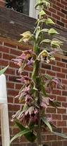 Image result for Epipactis africana
