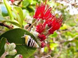Timeline Photos The Nature Conservancy Of Hawaiʻi Facebook Picking Flowers Nature Conservation Amazing Nature