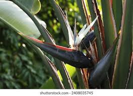 Image result for Strelitzia alba