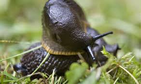 Organic ways to kill slugs. Sleepless Slug Invasion How To Get Rid Of Slugs In Your Garden Nature News Express Co Uk