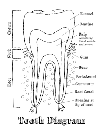 Dental Tooth Chart Diagram Yahoo Image Search Results
