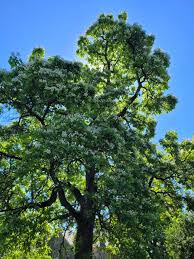 Image result for Catalpa