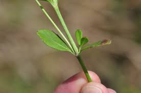 Image result for Landolphia lanceolata