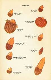 a cool guide to acorns tree identification acorn crafts acorn