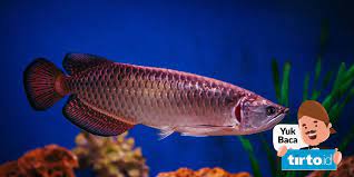 Ikan dapat menunjukkan rekasi terhadap perubahan fisik air maupun terhadap adanya senyawa pencemar yang terlarut dalam batas kosentrasi tertentu. Mengenal Jenis Ikan Arwana Harga Ciri Cirinya Tirto Id