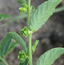 Image result for Phyllanthus maderaspatensis