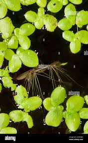 Image result for Spirodela