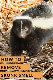 Here S Why Skunk Smell Is So Hard To Get Rid Of Dnr News Releases