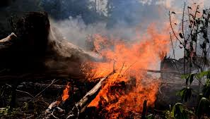 De acordo com elane cristina costa, que afirmou ser amiga da. 95 A Mais De Queimadas E Incendios Florestais Em Setembro No Amazonas Infoamazonia