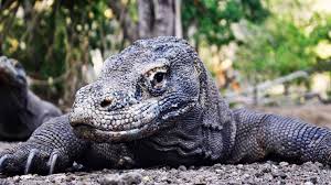 Teman, komodo merupakan salah satu reptil lantai yang dilindungi. Konflik Komodo Dengan Manusia Di Taman Nasional Komodo Kenapa Masih Terjadi Mongabay Co Id