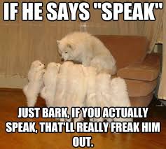 Funny animal pictures with captions share its funny. Clean Animal Memes