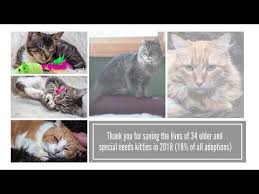 They generally get along well with kids and dogs, as well as other cats. Pet Rescue Maine Coon Adoptions Created Bypreventing Euthanasia Through Rescue