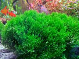 Image result for Hymenophyllum mossambicense