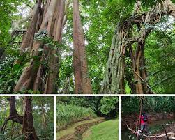 The nature society singapore (nss) has raised concerns over the zoning of dover forest for residential use, citing the need to protect animal and plant species, and create more green spaces for. Exploring The Dover Forest Sgtrek