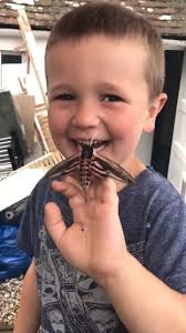 Thanks to Evan Bowen-Jones and Kent Wildlife Trust for this wonderful  #MothMonday clip showing their first encounter this year with the UK's  largest resident moth, the Privet Hawk-moth! 😮, Proving ...