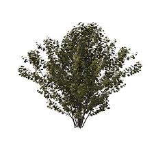 Shrub Models Shrub 3d Model丨3dxy Us Shrubs Food Forest Plants