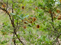 Image result for Combretum mossambicense