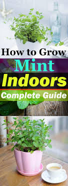 Overwatering is one of the reasons that your mint plant might die. Growing Mint Indoors How To Care For It Balcony Garden Web