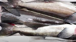 Maybe you would like to learn more about one of these? Peserta Masterchef Indonesia Season 8 Mengolah Ikan King Cobia Begini Cara Memasaknya Tribun Jambi